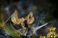 Kudlanka Spallanzianova - Ameles spallanzania - European dwarf mantis 6726_HQ